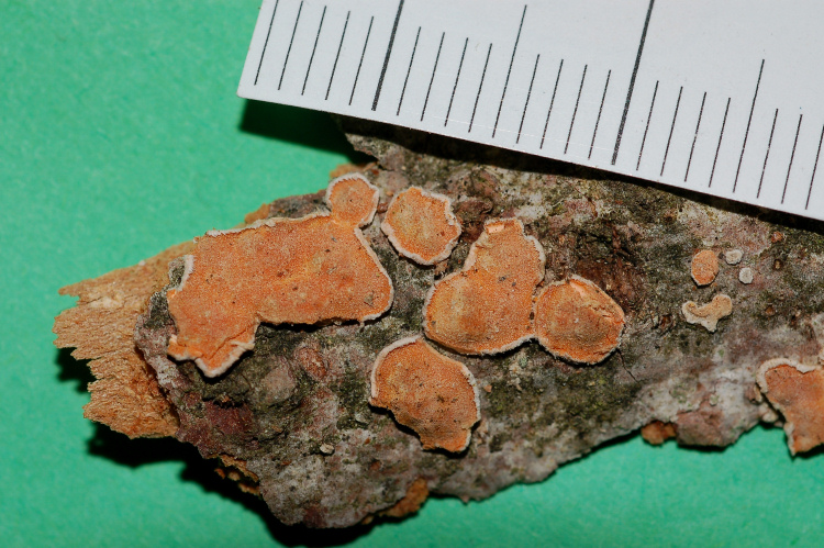 Aleurodiscus amorphus (Fr.)Schroeter